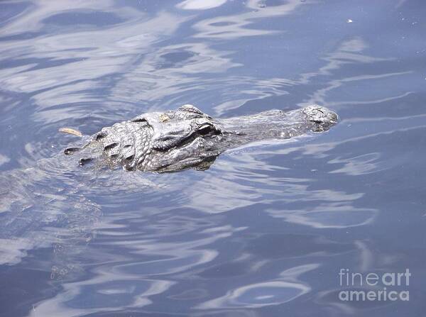 Florida Alligator Art Print featuring the photograph King of the Everglades by Michelle Welles