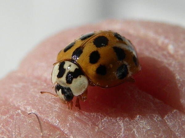 Ladybug Art Print featuring the photograph Ladybug On Finger by Chad and Stacey Hall