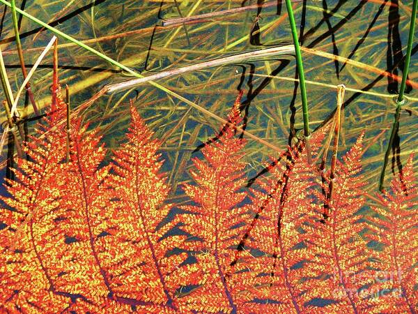 New Zealand Art Print featuring the photograph Lagoon Fern by Michele Penner