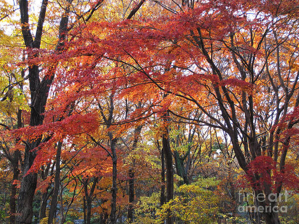 Autumn Art Print featuring the photograph Late Autumn by Eena Bo