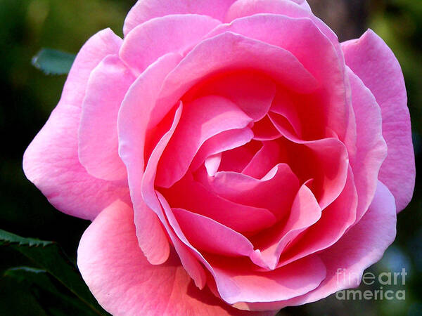 Pink Rose Art Print featuring the photograph Layers of The Rose by Kathy White
