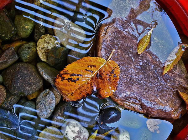 Leaves Art Print featuring the photograph Leaves Rocks Shadows by Bill Owen