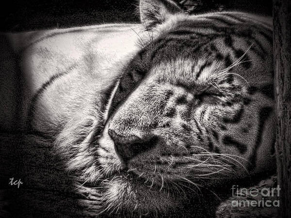Tiger Art Print featuring the photograph Let Sleeping Tiger Lie by Traci Cottingham