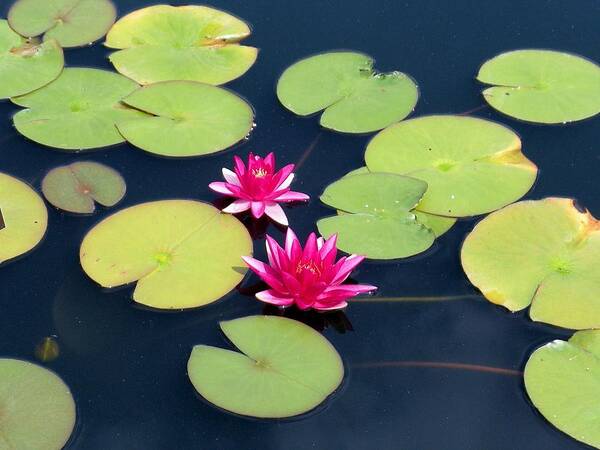 Flower Art Print featuring the photograph Lillies on Blue by Lori Ippolito