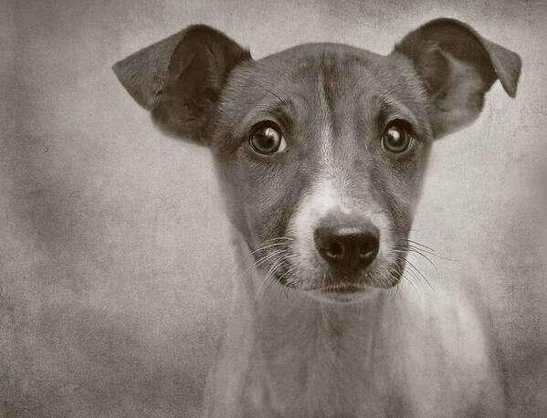 Dogs Art Print featuring the photograph Little Jack Monochrome by Pat Abbott