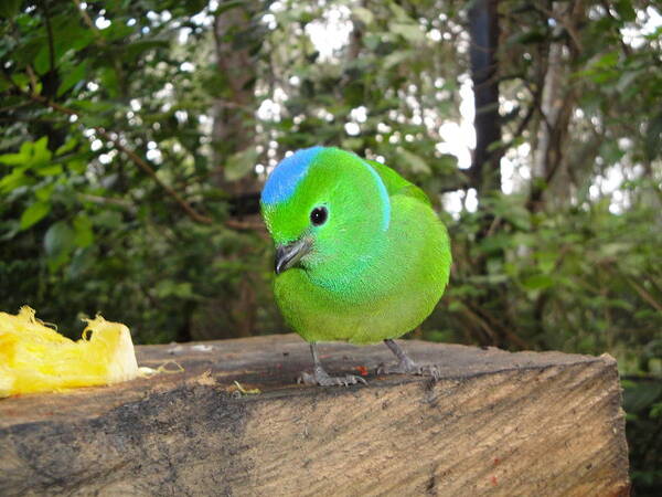 Bird Art Print featuring the photograph Little Rascal by Dolly Sanchez