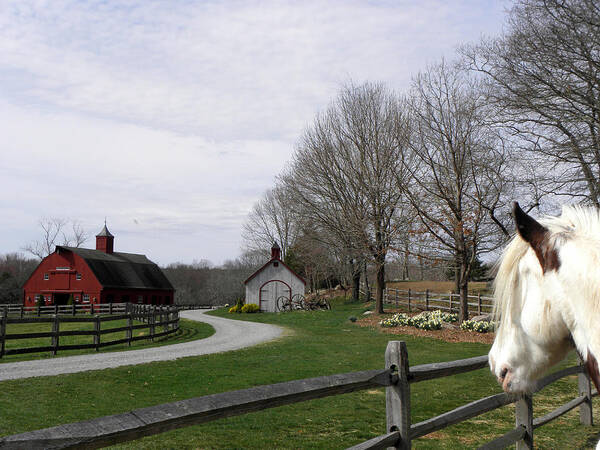 Gypsy Vanner Horse Art Print featuring the photograph Looking Over My Farm by Kim Galluzzo