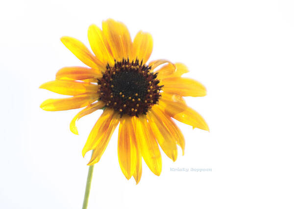 Sunflower Art Print featuring the photograph Lost in the Sun by Kristy Jeppson
