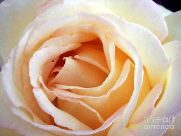 Roses Art Print featuring the photograph Love unfurling by Vonda Lawson-Rosa