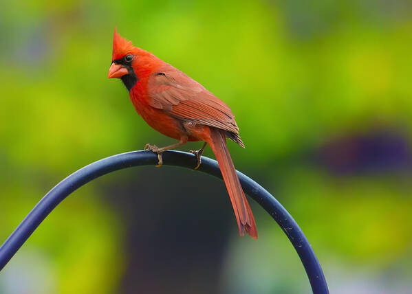 Cardinal Art Print featuring the photograph Male Northern Cardinal on Pole 2 by Bill and Linda Tiepelman