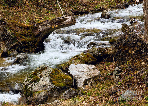 Mountain Art Print featuring the photograph Mountain stream by Les Palenik