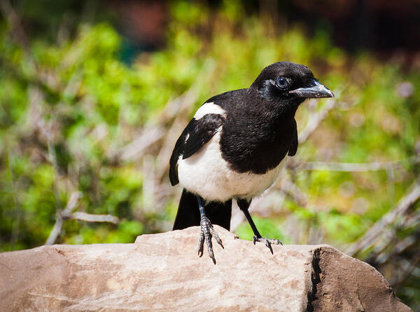 Magpie Art Print featuring the photograph Mr. Magpie by Cheryl Baxter
