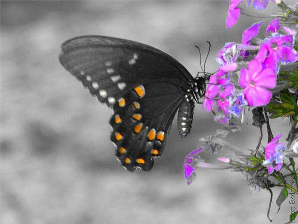 Butterfly Art Print featuring the photograph Nectar Collector by Lani Richmond Elvenia