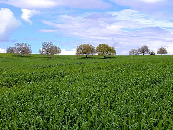 Green Fields Art Print featuring the photograph Oak Trees And Clouds by Meir Ezrachi