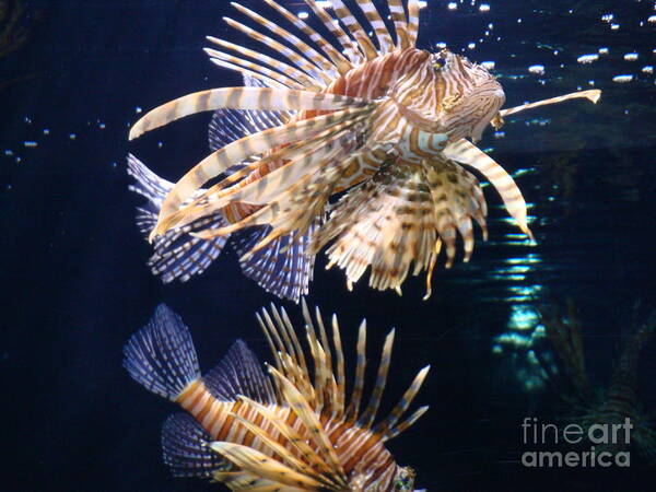 Lionfish Art Print featuring the photograph On the Prowl by Vonda Lawson-Rosa