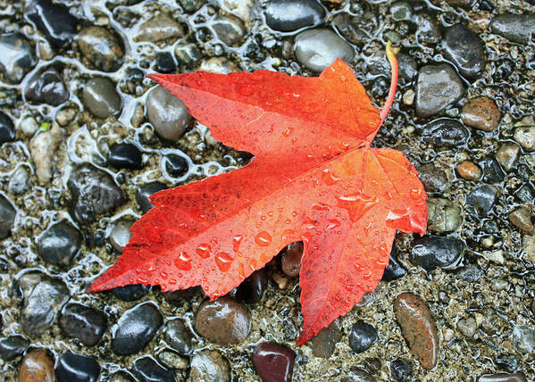 Fall Art Print featuring the photograph Orange Leaf by Gerry Bates
