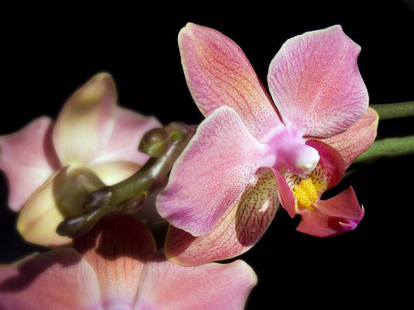 Orchid Art Print featuring the photograph Orchid by Meir Ezrachi