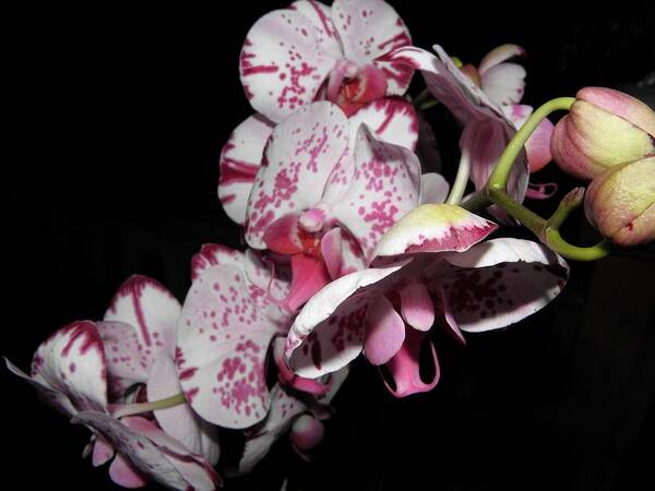 Orchid Art Print featuring the photograph Orchids Gone Wild by Kim Galluzzo