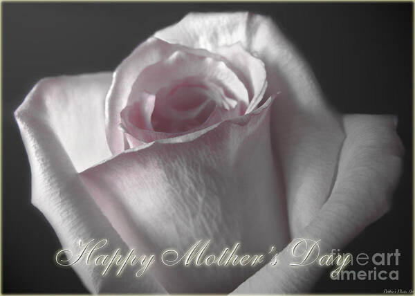 Nature Art Print featuring the photograph Pale Pink rose greeting card Mother's Day by Debbie Portwood