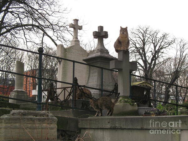 Paris Cemeteries Art Print featuring the photograph Paris Cemetery - Pere La Chaise - Wild Cats Roaming Through Cemetery by Kathy Fornal