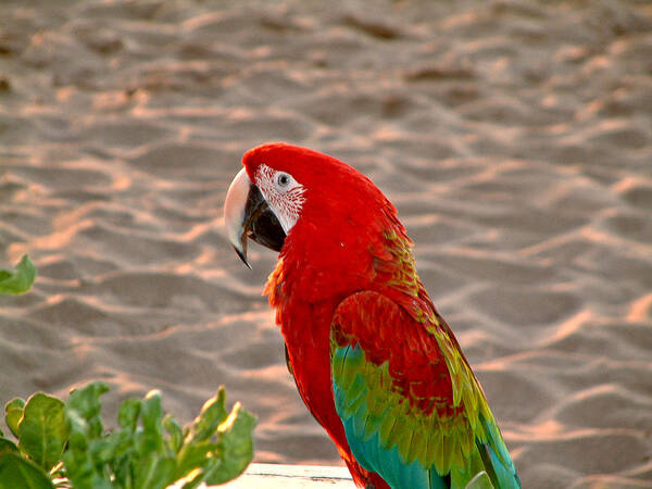 Parrot Art Print featuring the photograph Parrot in Maui by Rob Green