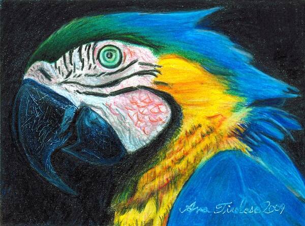 Parrot Art Print featuring the drawing Parrot Miniature by Ana Tirolese
