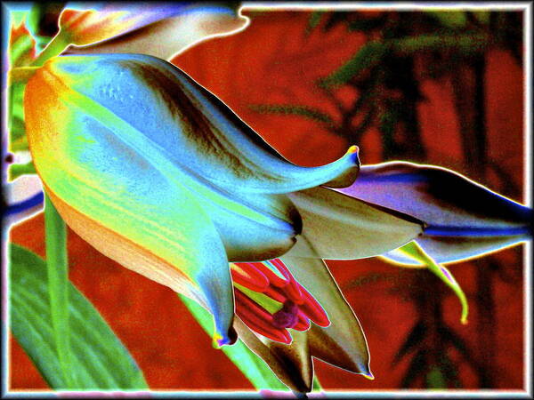 Lily Art Print featuring the photograph Party Lily Closd by Patricia Haynes