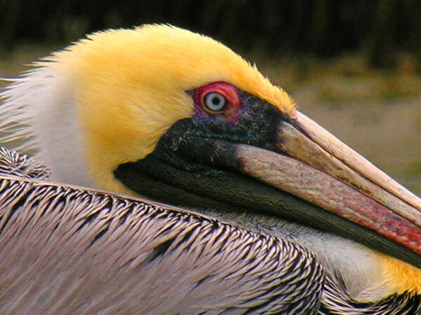 Pelican Art Print featuring the photograph Pelican by Rod Seel