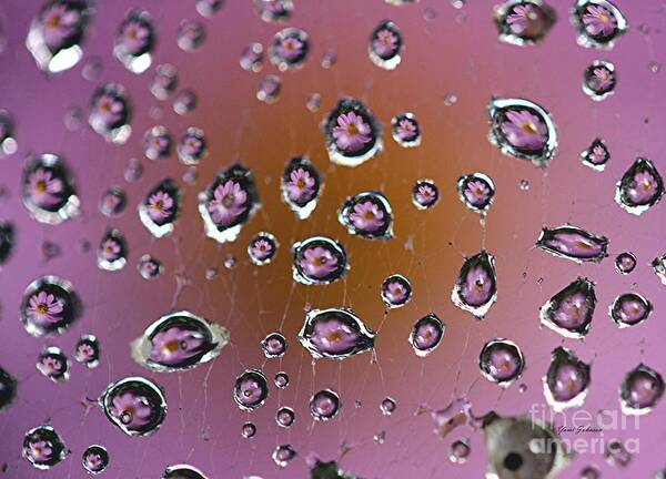 Cosmos Art Print featuring the photograph Pink droplets by Yumi Johnson