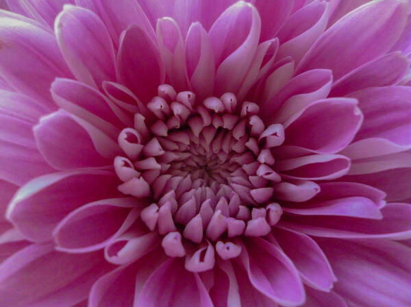 Pink Flower Art Print featuring the photograph Pink Flower by Dawn OConnor