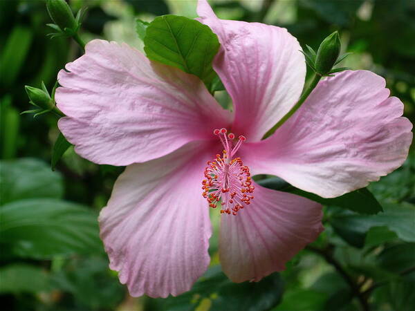Hibiscus Art Print featuring the photograph Pink Hibiscus by Gregory Young