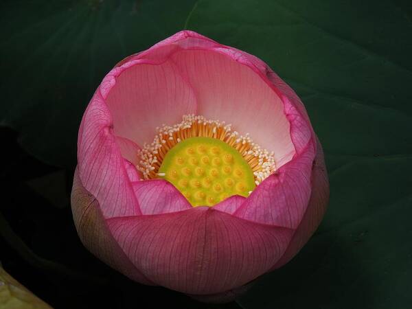 Lotus Flower Art Print featuring the photograph Pink Punch Bowl by Chad and Stacey Hall