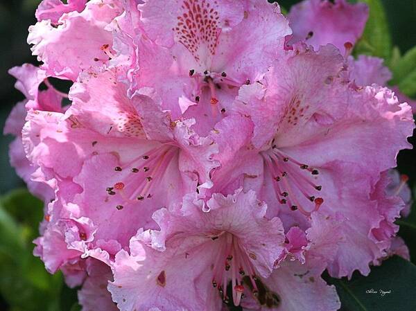 Rhodie Art Print featuring the photograph Pink Rhododendrons by Chriss Pagani