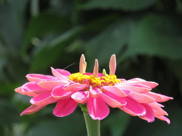 Nature Art Print featuring the photograph Pink Taffy by Loretta Pokorny