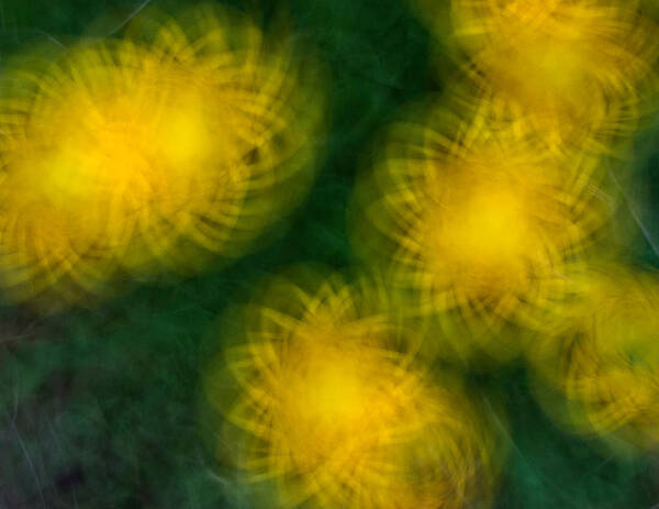 Abstract Art Print featuring the photograph Pirouetting Dandelions by Neil Shapiro
