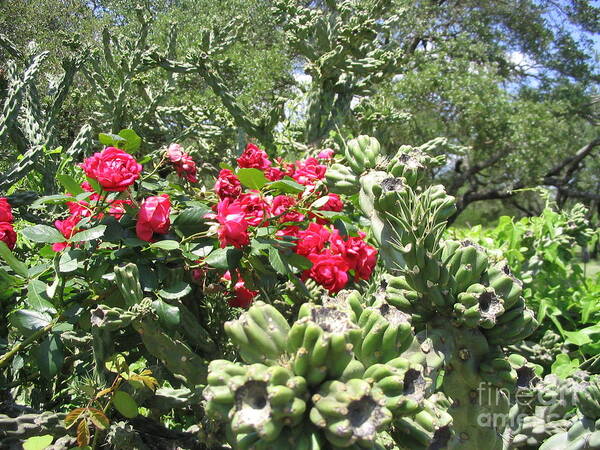 Cactus Art Print featuring the photograph Pretty and sharp by Mark Robbins