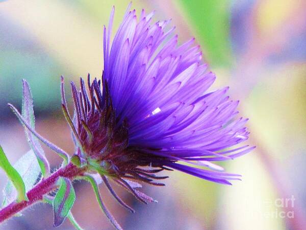 Aster Art Print featuring the photograph Purple Aster by Michele Penner