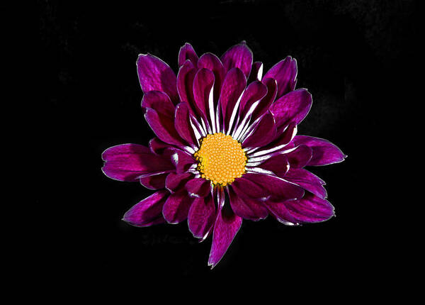 Chris Kusik Art Print featuring the photograph Purple Daisy. by Chris Kusik