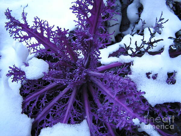Purple Foliage Art Print featuring the photograph Purple Foliage in Winter by Christina A Pacillo