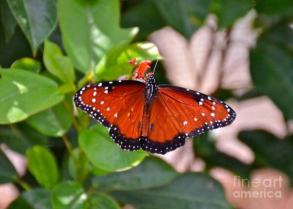 Butterfly Art Print featuring the photograph Queen by Carol Bradley