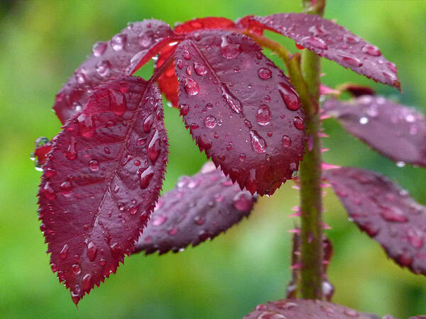 Leaf Art Print featuring the photograph Rain Soaked by Juergen Roth