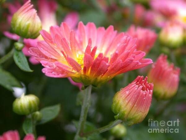 Floral Art Print featuring the photograph Rainbow Mums by Living Color Photography Lorraine Lynch