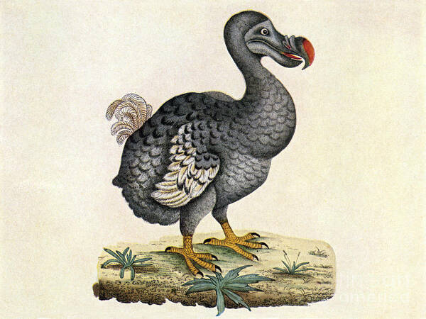 Dodo Art Print featuring the photograph Raphus Cucullatus, Extinct Dodo Bird by Science Source