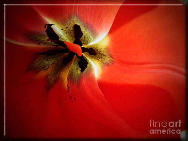 Flower Art Print featuring the photograph Red Dawn by Dorlea Ho