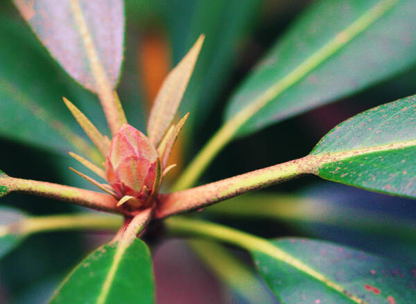 Rosebay Art Print featuring the photograph Rosebay Rhododendron Bud by Susie Weaver
