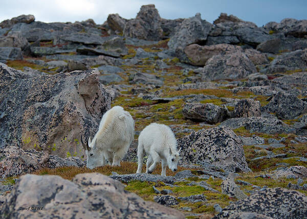 Mountain Goats Art Print featuring the photograph Rugged Terrain by Stephen Johnson