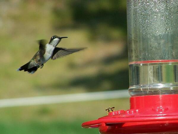 Hummingbird Art Print featuring the photograph Save Some For Me by Lila Mattison