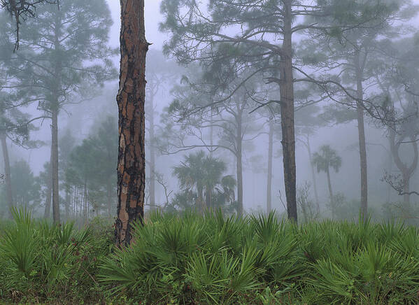 00175095 Art Print featuring the photograph Saw Palmetto And Pine In Fog by Tim Fitzharris