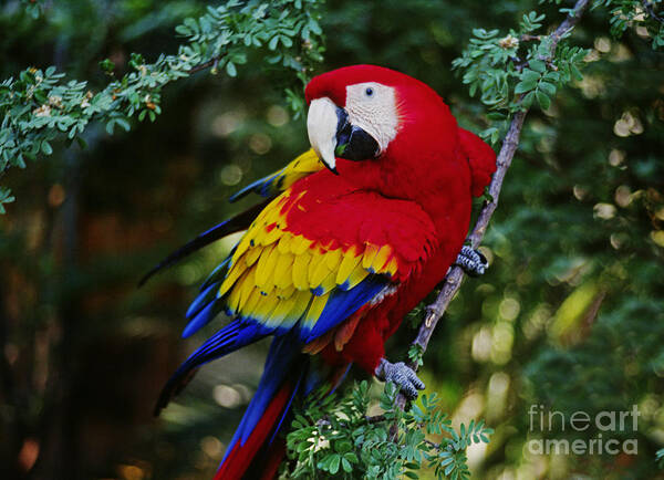 Guatemala_27-2 Art Print featuring the photograph Scarlet Macaw - Guatemalan Rainforest by Craig Lovell