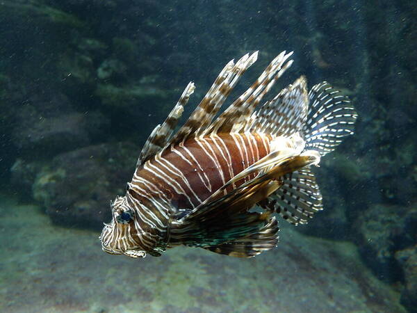 Scorpion Art Print featuring the photograph Scorpion Fish by Richard Reeve